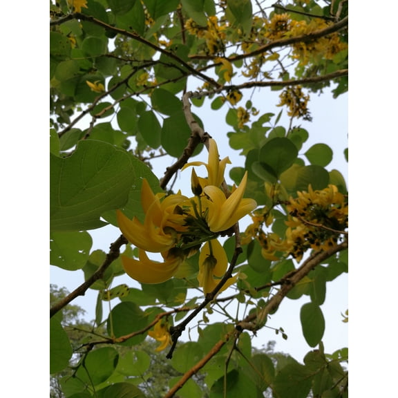 Tropical Seeds -White Teak Tree -10 Seeds- Tropical Snapdragon Tree - Each Seed May Produce 2 Plants- Gmelina arborea Serendipity Seeds