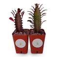 thumbnail image 2 of Large Euphorbia Trigona Red Baron Succulents, 4" Pot, 2 of 3