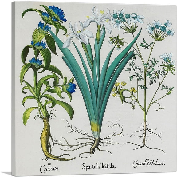 ARTCANVAS Asphodelus Maior Albus Canvas Art Print by Besler Basilius - Size: 18" x 18" (0.75" Deep)