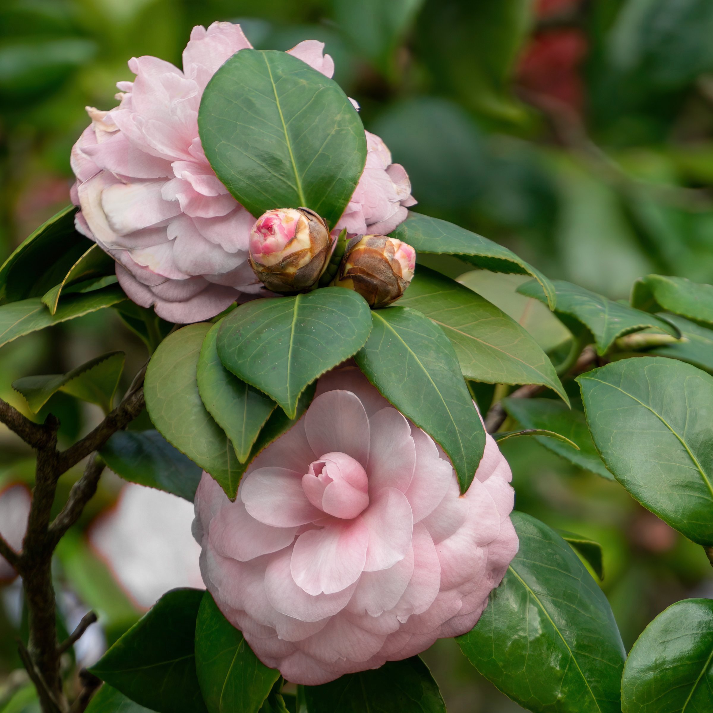National Plant Network 1 gal. Camellia Japonica Jerry Donnan Shrub