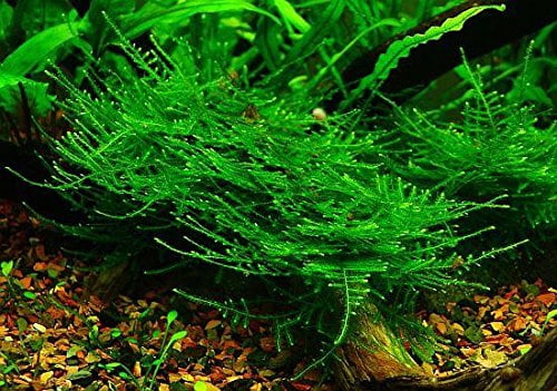 Taiwan Moss -Taxiphyllum Alternans - Live Aquarium Plant