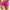 Hot Pink, variant on Linfrsh Womens High Cut High Waisted Bikini Bottoms Tummy Control Bathing Suit Bottoms Swim Bottom Swimsuit Bottom Navy,M