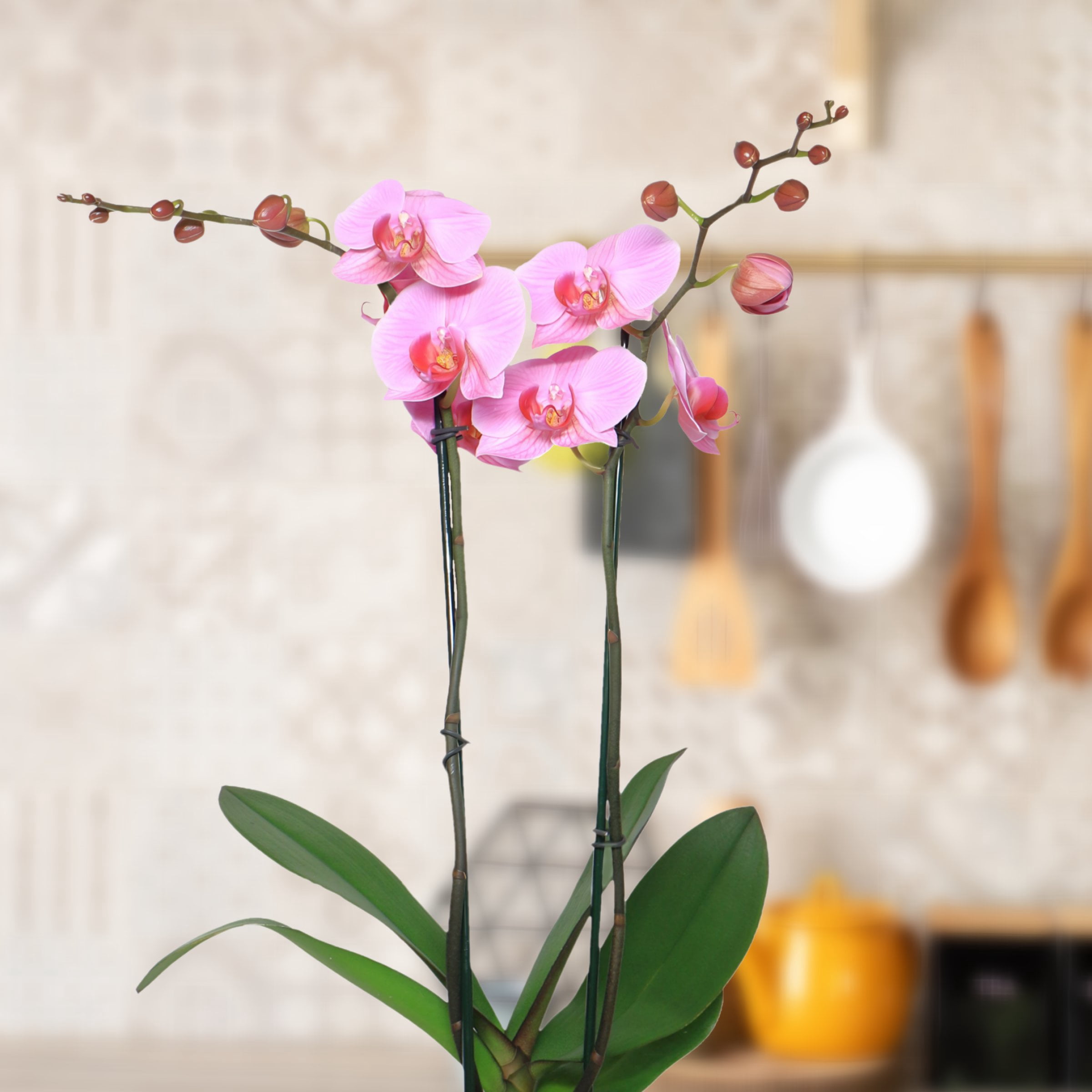 5 in. Superior Multi-Stem Blushing Pink Phalaenopsis Orchid in Luxe Designer Ceramic Planter