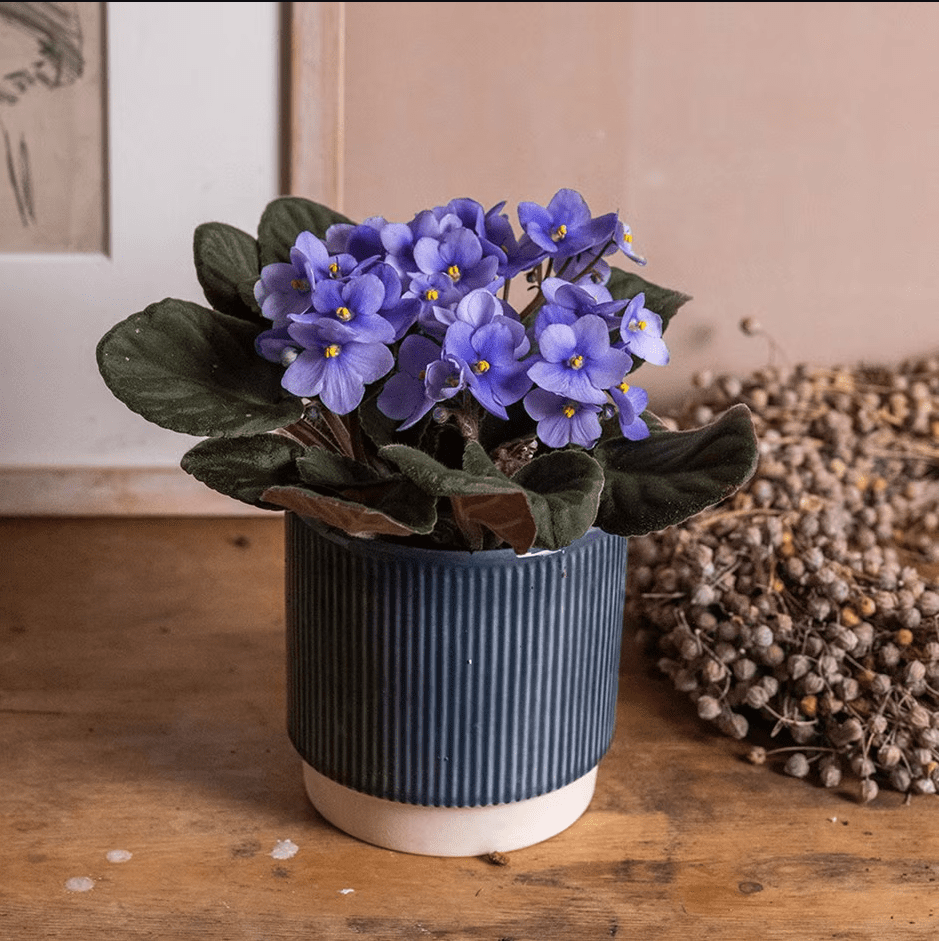 Light Blue Africa Violets Live Plant for Planting Indoor Outdoor, Light Blue Blooming Violet, Africa Violet Flowers, 4 Inch Pot