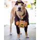 thumbnail image 3 of Disfraz de perro Pet Ups Pal, ropa divertida Express, ropa para perros y gatos, suministros para perros pequeños, medianos y grandes, otoño e invierno (1 paquete, L), 3 of 5