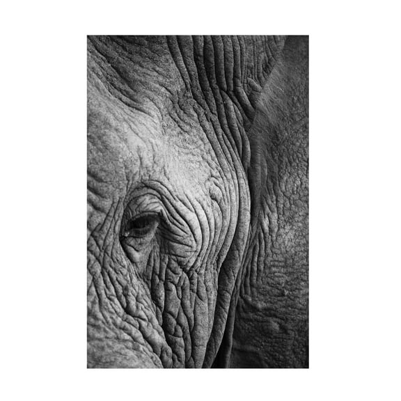 Trademark Fine Art Shot by Clint Elephant Study Canvas Wall Art