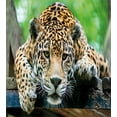 thumbnail image 3 of Jungle Duvet Cover Sets, South American Jaguar Wild Animal Carnivore Endangered Feline Savannah Image, Bedding Set 2 Duvet Cover & 4 Pillowcases, 2 Pack Cal King Size, Orange Black Green, by Ambesonne, 3 of 3