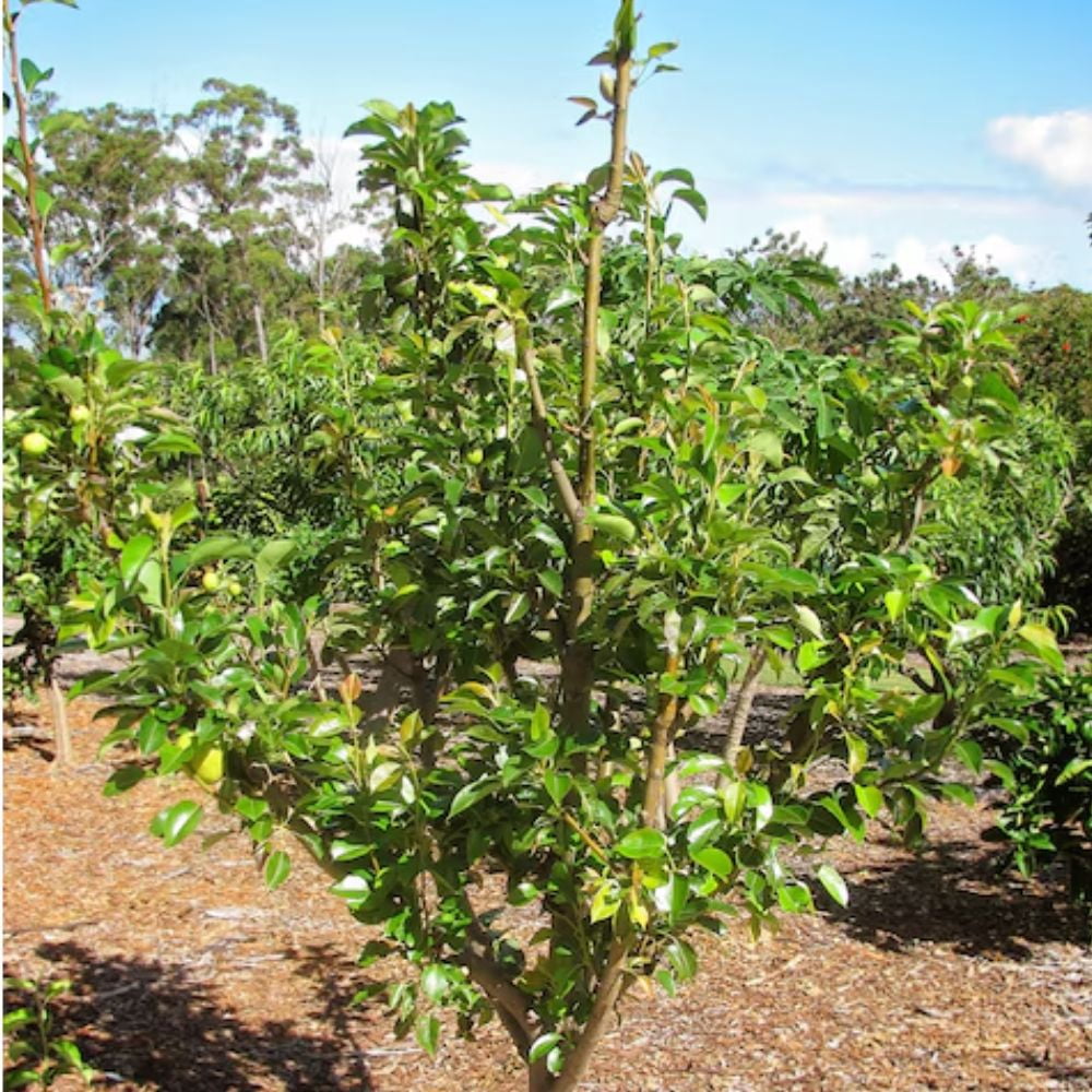 Expert Gardener 2-3 ft tall Baldwin European Pear Live Tree in 5-Gallon Grower Pot