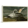 thumbnail image 1 of ARTCANVAS Gannet Canvas Art Print by John James Audubon - Size: 60" x 40" (1.50" Deep) (3-Piece), 1 of 9
