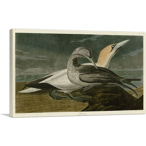 ARTCANVAS Gannet Canvas Art Print by John James Audubon - Size: 60" x 40" (1.50" Deep) (3-Piece)