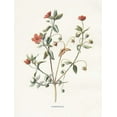 thumbnail image 2 of Babbitt, Gwendolyn 12x14 White Modern Wood Framed Museum Art Print Titled - Pimpernel, 2 of 4
