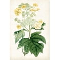 thumbnail image 2 of Curtis 11x14 Gold Ornate Wood Framed with Double Matting Museum Art Print Titled - Floral Lace II, 2 of 4
