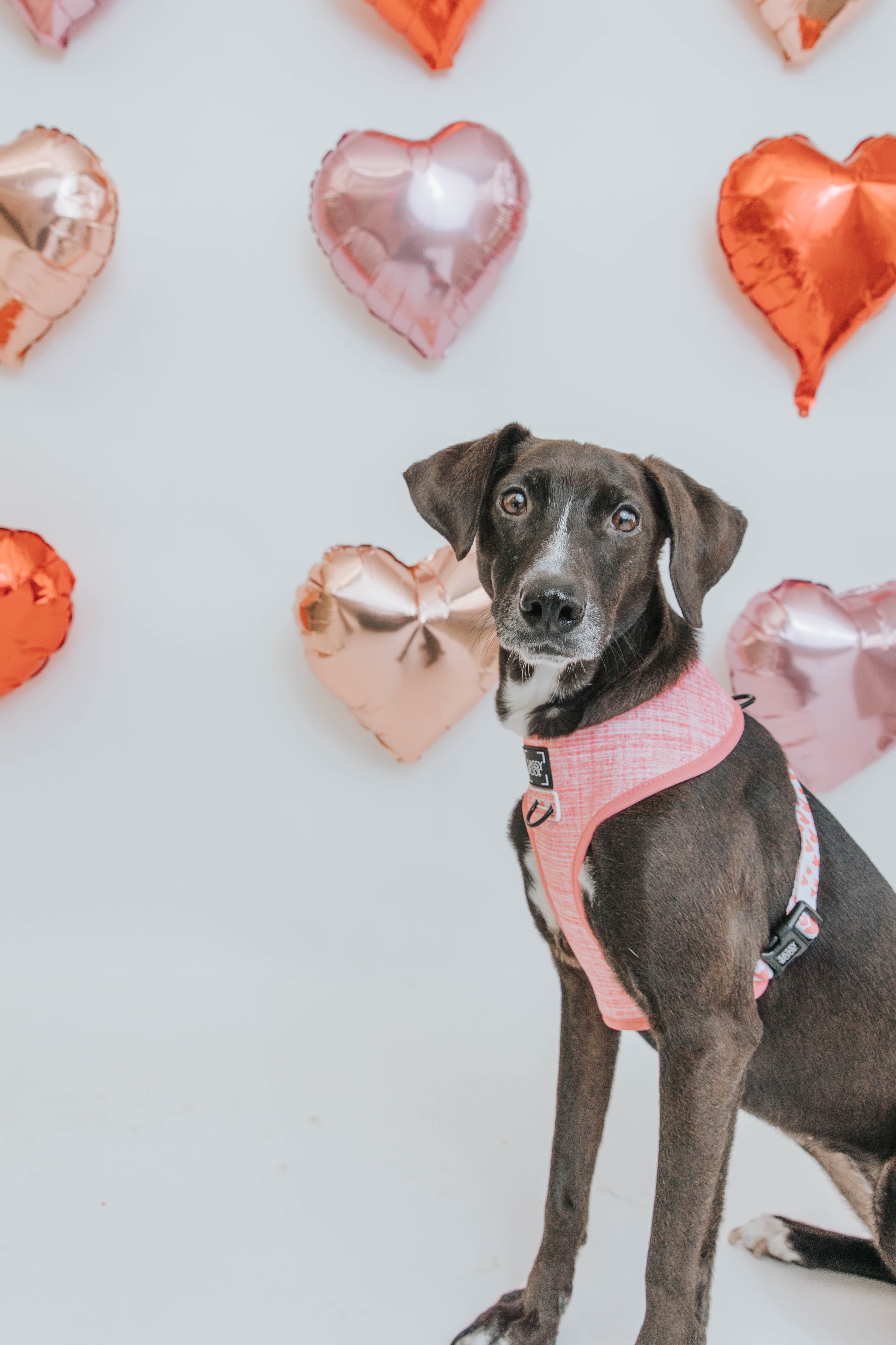Dolce Rose Dog Reversible Harness - Extra Small