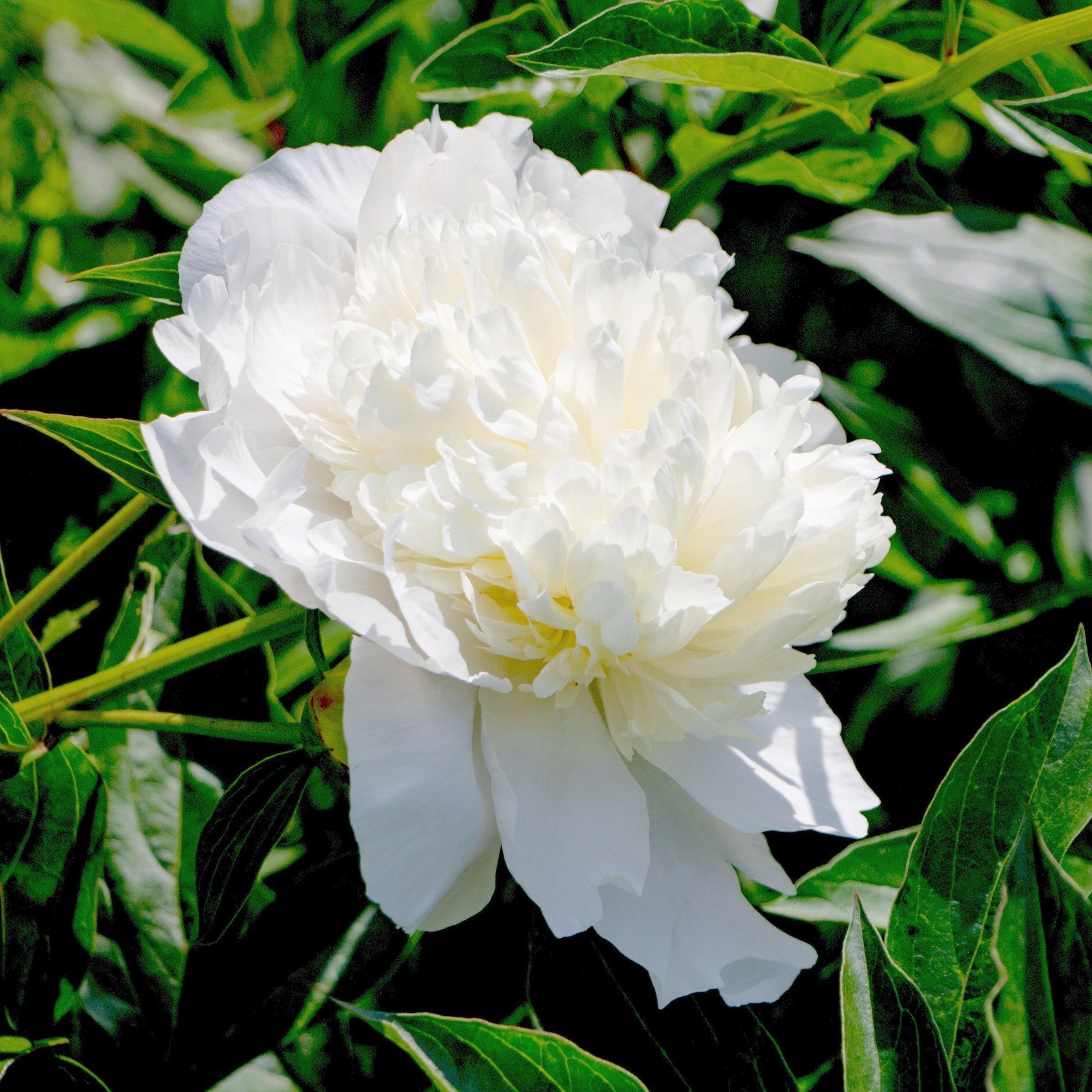 National Plant Network Peony Bulbs White Blooming (3-Pack)