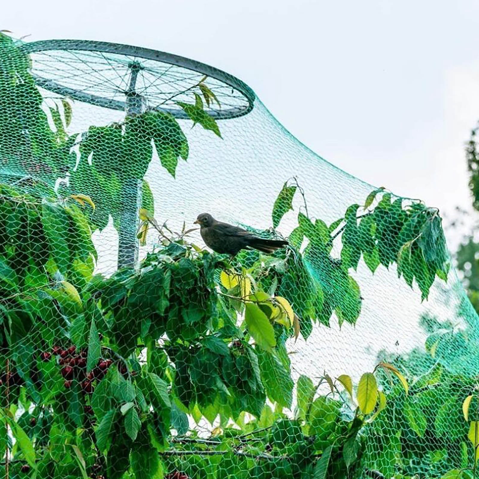 Lunxisen 2 Pcs Garden Netting Plant Protection Barrier Fine Mesh Cover for Fruit Trees Outdoor Gardening Pest Control Bird Netting(4*10m)