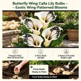 thumbnail image 5 of Calla Lily Bulbs,Low Maintenance - Easy Grow - Ideal For Beds Borders, Plant Pots & Planters, 5 of 5
