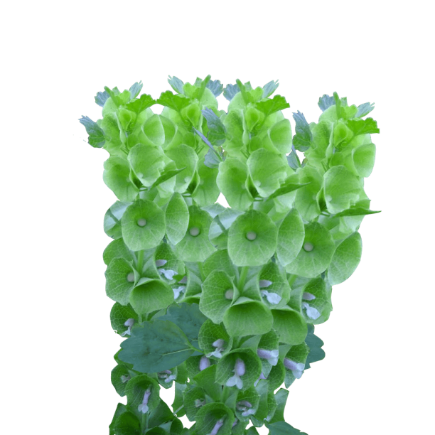 60 Stems of Bells of Ireland Beautiful Fresh Cut Flowers Express