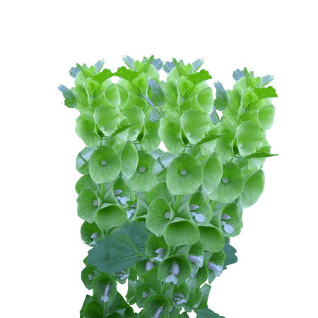 60 Stems of Bells of Ireland- Beautiful Fresh Cut Flowers- Express Delivery 60 Stems of Bells of Ireland- Beautiful Fresh Cut Flowers- Express Delivery