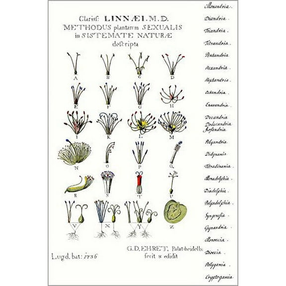 24x36 Poster; Carl Linnaeus 24 Class Sexual Systems Of Plants 1736 Botany Poster