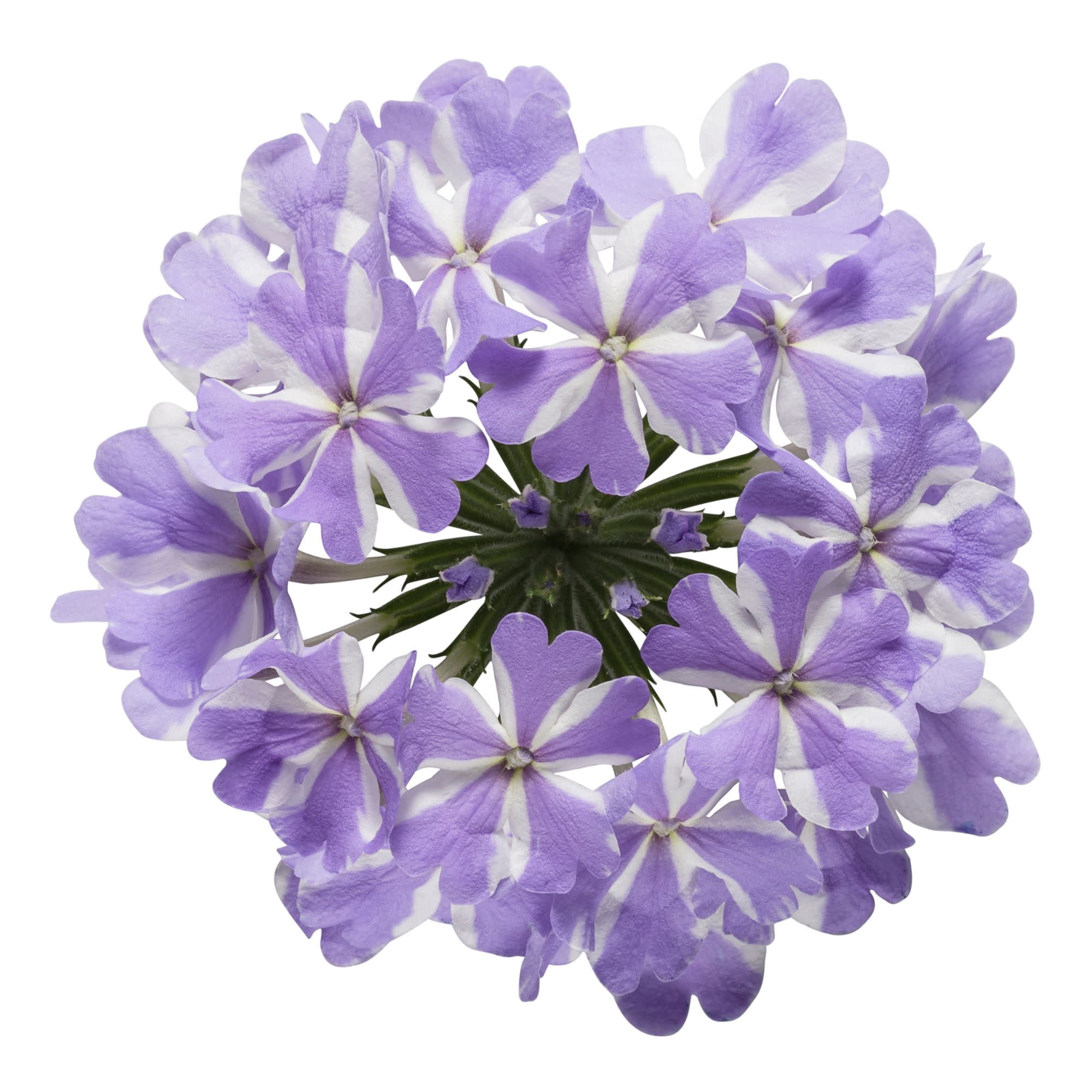 Proven Winners 4" Multicolor Superbena Stormburst Verbena Live Plant in 4.25" Pot (4 Count)