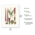 thumbnail image 2 of Red Latan Palm Tree (Latania Lontaroides) - Leaves and Stems - Vintage Botanical Illustration by Carl Friedrich Philipp von Martius c.1820s - Bamboo Fine Art 290gsm Paper (Unframed) 17x22in, 2 of 4