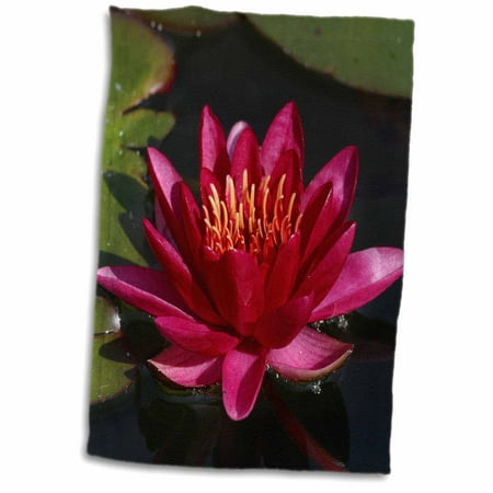 - 3dRose Water lily, Magenta. - Towel, 15 by 22-inch