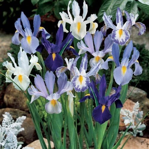 Blue and White Dutch Iris Bulbs for Planting (5 Bulbs)