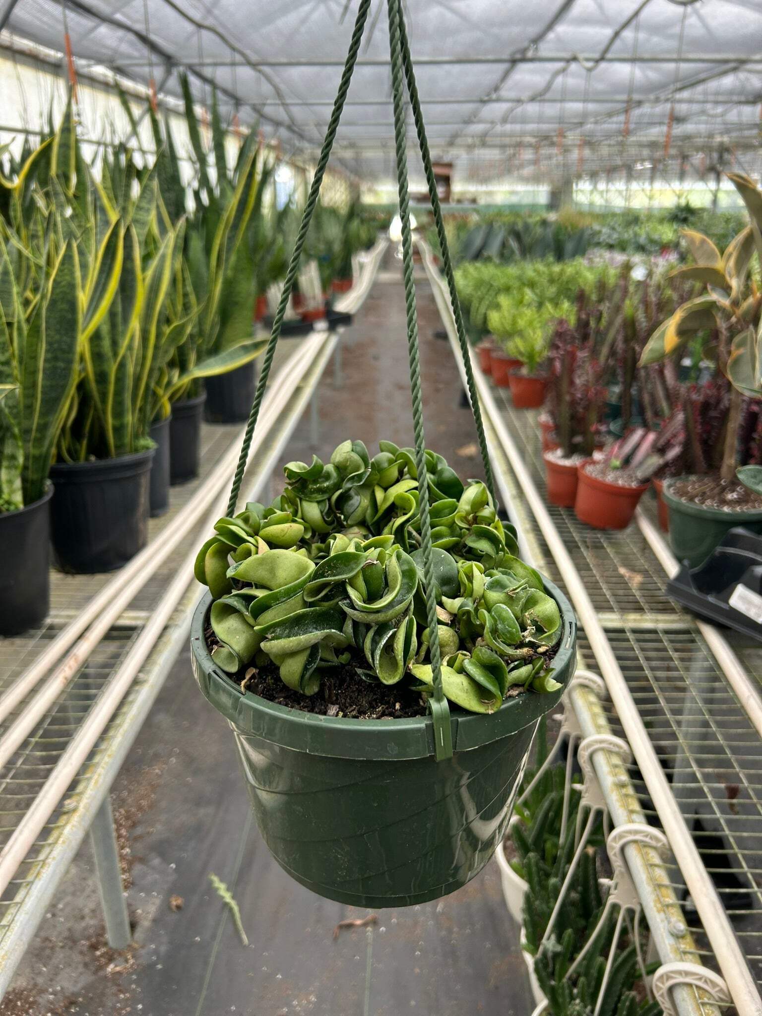 Hoya Rope Plant, 4" Pot, Indoor Houseplant, Easy Care, Live Plant for Indoor & Outdoor