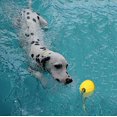 thumbnail image 3 of Dog Ball with Rope, Foam Dog Training Ball, Floating Dog Ball, Small Tug Toy for Large Dog (Big Ball), 3 of 5