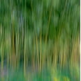 thumbnail image 2 of Jaynes Gallery 15x15 Gold Ornate Wood Framed with Double Matting Museum Art Print Titled - France-Giverny Abstract of bamboo forest in Monets Garden, 2 of 4