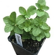 Mint, Spearmint Plant, (Mentha spicata) 2.5 inch pot