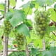 thumbnail image 5 of 100 piezas de cubierta de fruta verde cubierta de netwetting Barrera de plagas Bolsas de red de fruta para uvas de arándanos de fresa, 5 of 9
