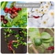 thumbnail image 5 of Clips Para Doblar Plantas De 90 Grados Clips De Crecimiento De Plantas De Plástico Doblador De Ramas De Plantas Para Control De Plantas 30 Uds. seitruly HA035152-00, 5 of 6