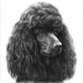 thumbnail image 3 of CafePress - Black Or Chocolate Poodle - Women's Nightshirt, 3 of 4