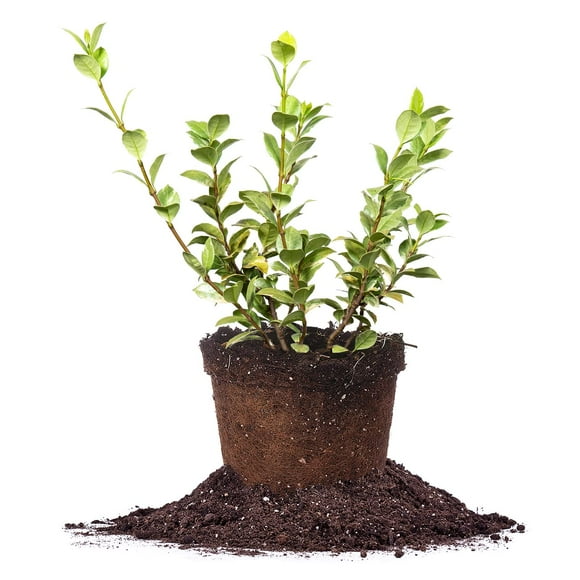 Indoor Jasmine Plants