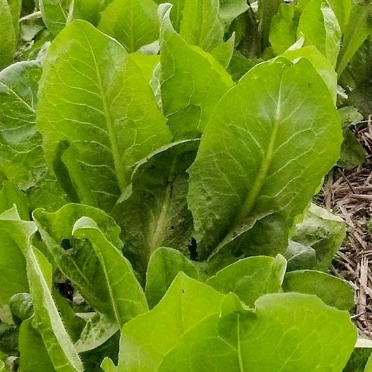 TomorrowSeeds - African Cabbage Seeds - 1000  Count - For 2026 Planting Non-GMO Heirloom Cover Crop