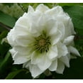 Clematis Dutchess of Edinburgh Live Plant in a 4 Inch Growers Pot