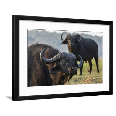 Cape buffalo (Syncerus caffer), Chobe river, Botswana, Africa Framed Print Wall Art By Ann and Steve Toon
