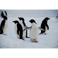thumbnail image 2 of CafePress - Adelie Penguin In Antarctica Throw Blanket - Soft Fleece Throw Blanket, 50"x60" for All Ages, 2 of 2