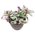 thumbnail image 2 of Tradescantia Nanouk (4" Grower Pot) - Fantasy Venice - Live Colorful Foliage Houseplant - Trailing and Climbing Houseplant for Home Office, 2 of 10