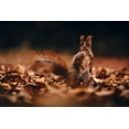 thumbnail image 2 of Furch, Lukas 32x23 Black Ornate Wood Framed with Double Matting Museum Art Print Titled - Red Squirrel (Sciurus Vulgaris), 2 of 4