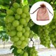 thumbnail image 2 of Tmvgtek Bolsa De Red Antipájaros Bolsa De Malla De Protección De Frutas, Uvas Y Verduras (Café) Tmvgtek Para estrenar, 2 of 8