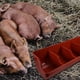 thumbnail image 3 of Comedero para cerdos con múltiples ranuras, comedero para cabras, comedero para cercas, bebedero para cerdos, comedero para cerdos de granja, 3 of 8