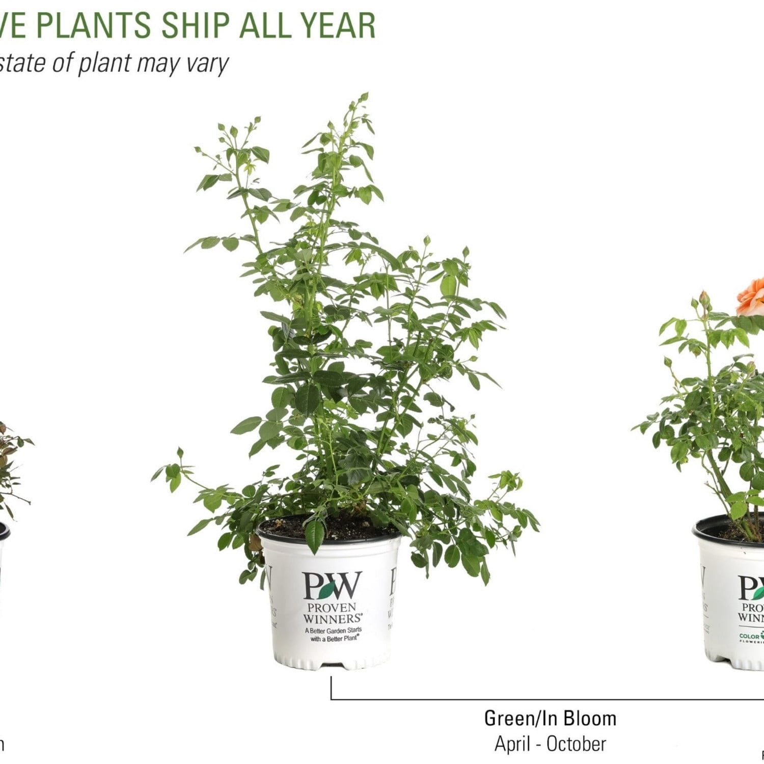 Proven Winners ColorChoice 5" Multicolor Ringo All-Star Rose Live Plant in 4.5" Pot (4 Count)