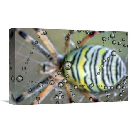 Mirror Artwork Global Gallery Ghizzi Panizza Alberto,'The mirror of the spider' Stretched Canvas Artwork ()