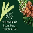 thumbnail image 5 of Plant Therapy Scots Pine Essential Oil 10 mL (1/3 oz) 100% Pure, Undiluted, Therapeutic Grade, 5 of 8