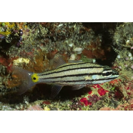 - Split-Banded Cardinalfish in Juvenile Form Print Wall Art By Hal Beral