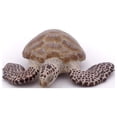 thumbnail image 5 of Papo Loggerhead Turtle Figure, Multicolor, 5 of 6
