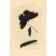 thumbnail image 2 of Great Camberwell Or Mourning Cloak Butterflya Poster Print By ® Florilegius Mary Evans (24 X 36), 2 of 4