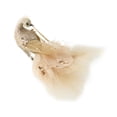 thumbnail image 1 of Rongfmy Christmas Tree Hanging Ornament, Christmas Decoration, Xmas Tree Decor for Dorm, Bird, 1 of 9